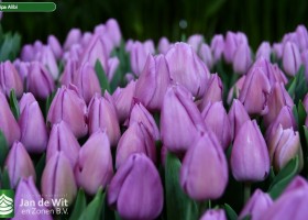 Tulipa Alibi ® (2)